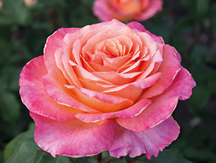 Rose Show & Floral Art Display - Shepperton