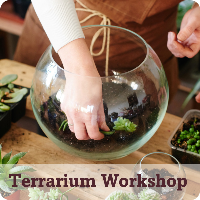 Terrarium Workshop With Dr Manos Kanellos